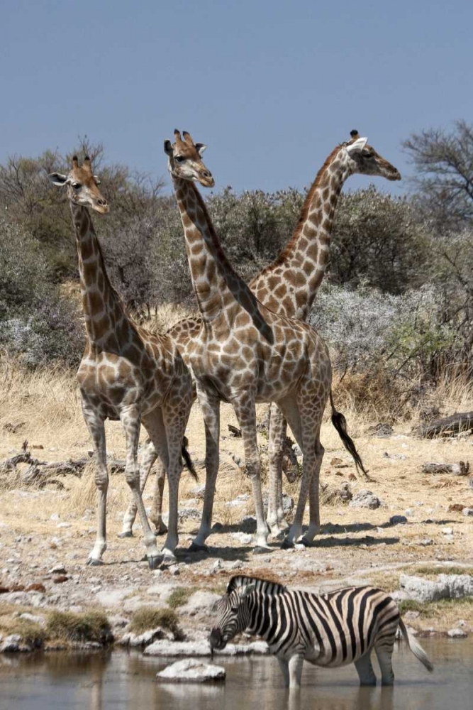 Giraffe and zebra at water, Etosha NP, Namibia